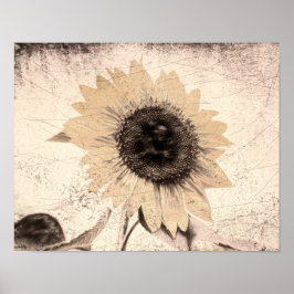 Póster Textura marrón amarilla gigante de girasol Sepia