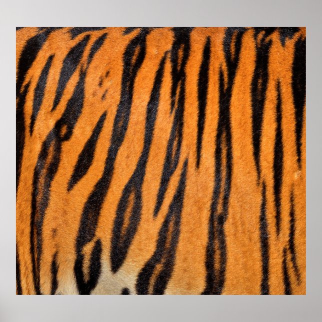 Póster Textura realista de piel de tigre. (Frente)
