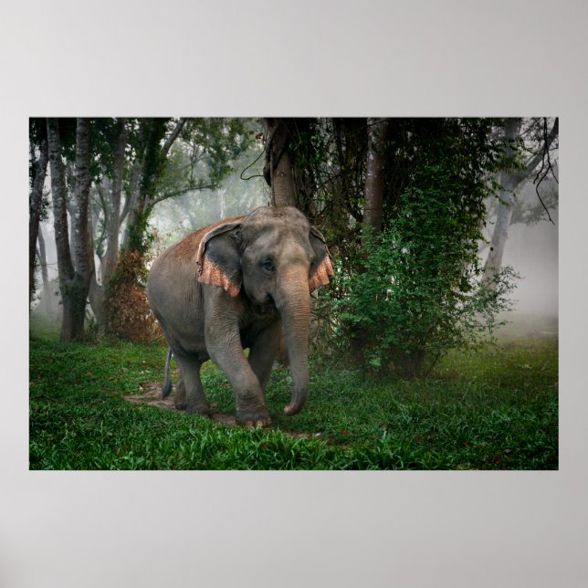 Póster Thai Elephant (Frente)