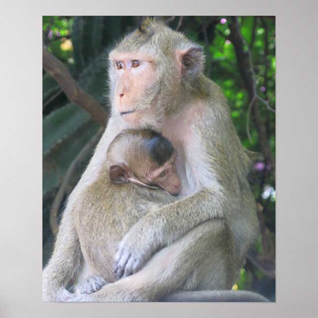 Póster Thailand Monkey Mother and Child Hug (Frente)
