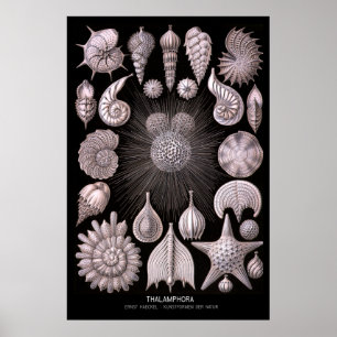 Póster Thalamphora - Plate 2 - Kunstformen der Natur