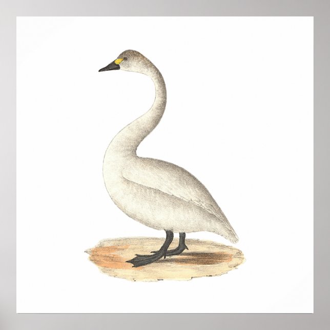 Póster The American Swan	(Cygnus americanus) (Frente)