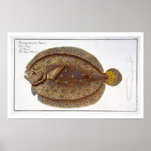 Póster The Argus Flounder (Pleuronectes Argus) plate XLVI