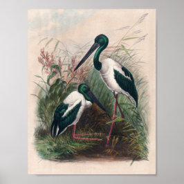 Póster The Australian Mycteria by Joseph Wolf