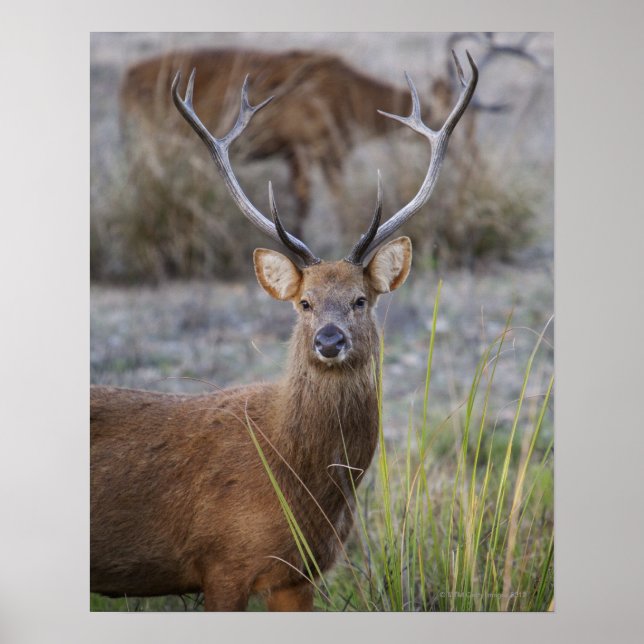 Póster The Barasingha or Barasinga (Rucervus (Frente)