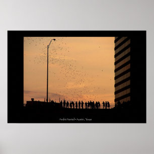 Póster The bats of Austin