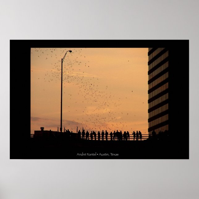 Póster The bats of Austin (Frente)