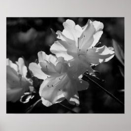 Póster The Beauty of Spring