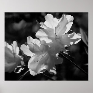 Póster The Beauty of Spring