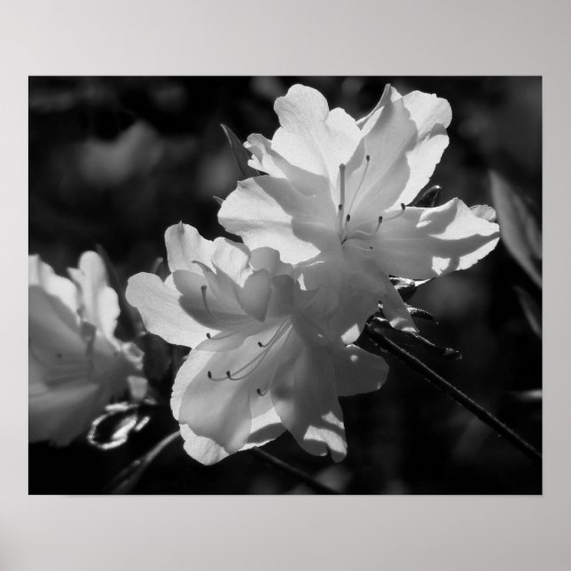 Póster The Beauty of Spring (Frente)