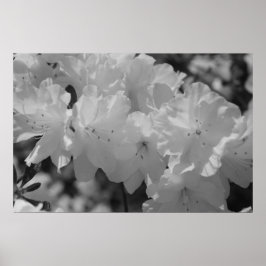 Póster The Beauty of Spring III