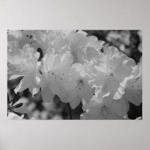 Póster The Beauty of Spring III
