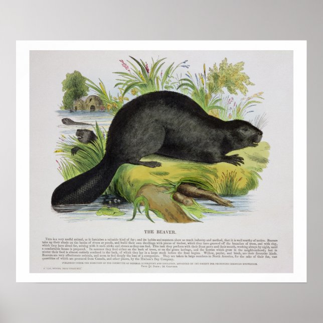 Póster The Beaver, un pub de ilustracion educativo. cerca (Frente)