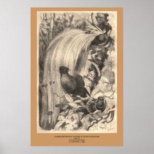 Póster The Bird of Paradise, Sifilet, Manucaude Royal