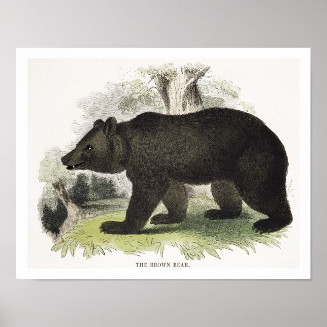 Póster The Brown Bear, pub de ilustracion educativo. (Frente)