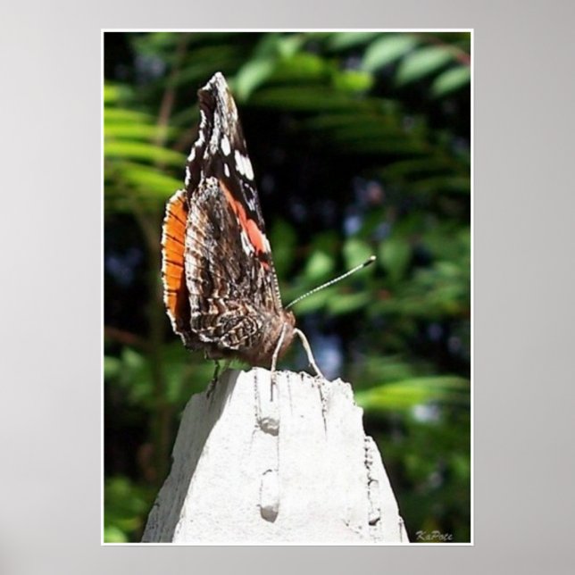 Póster The Butterfly Post (Frente)