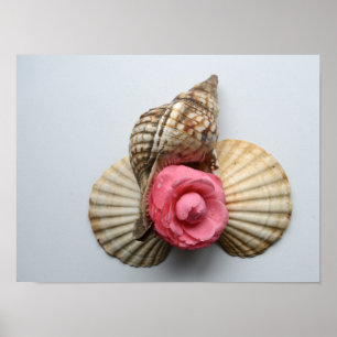 Póster The Camellia And The Shells