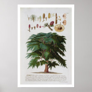 Póster The Cedar, engraved by Johann Jakob Haid (1704-67)