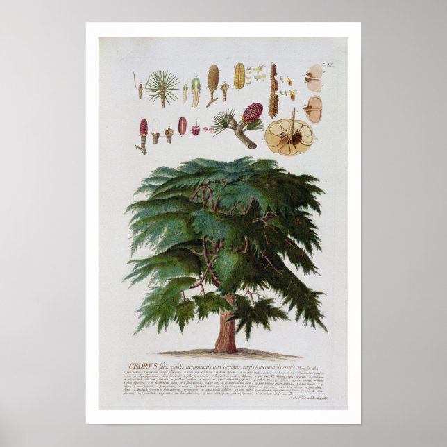 Póster The Cedar, engraved by Johann Jakob Haid (1704-67) (Frente)