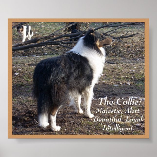 Póster The Collie: (Frente)
