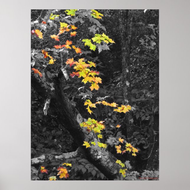 Póster The color of Fall (Frente)