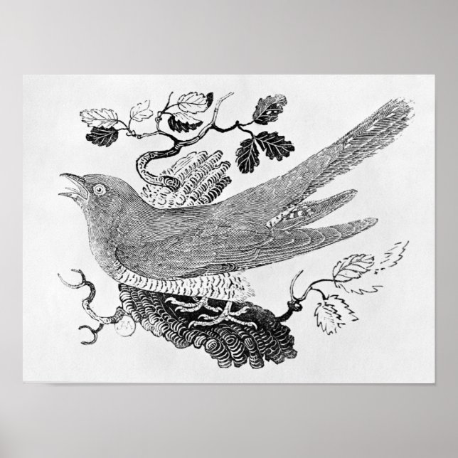 Póster The Cuckoo (Frente)