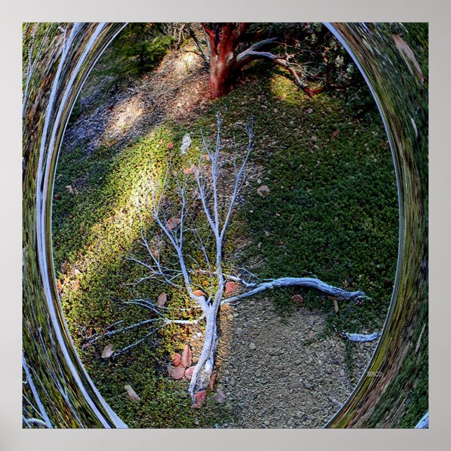 Póster The cycle of Life.... (Frente)