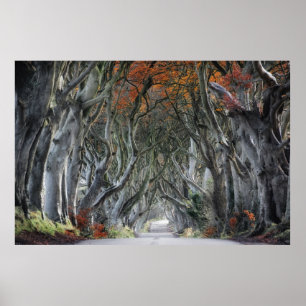 PÓSTER THE DARK HEDGES, BALLYMONEY, IRELAND