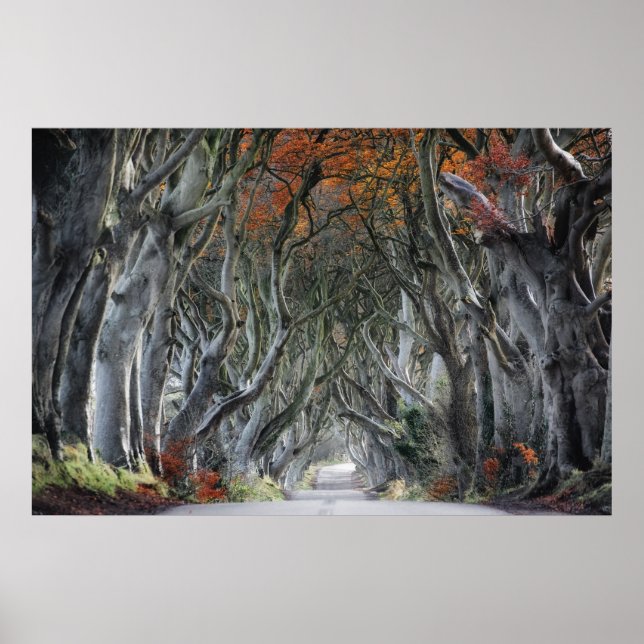 PÓSTER THE DARK HEDGES, BALLYMONEY, IRELAND (Frente)