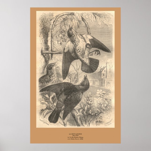 Póster The Fieldfares (Frente)