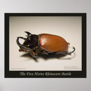 Póster The Five Horns Rhinocero Beetle