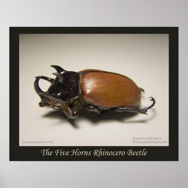 Póster The Five Horns Rhinocero Beetle (Frente)