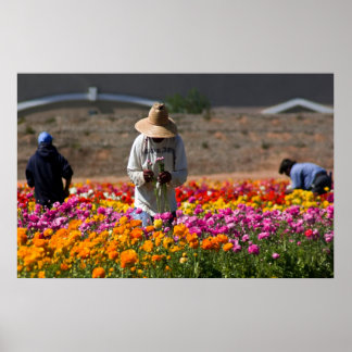 Póster The Flower Pickers
