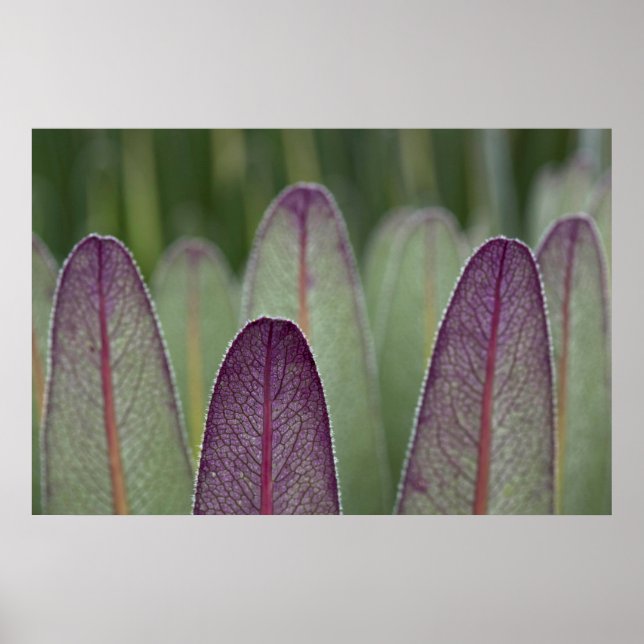 Póster The Giant Lobelias | Rwenzoris (Frente)