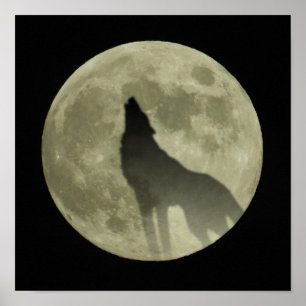 Póster The howling wolf