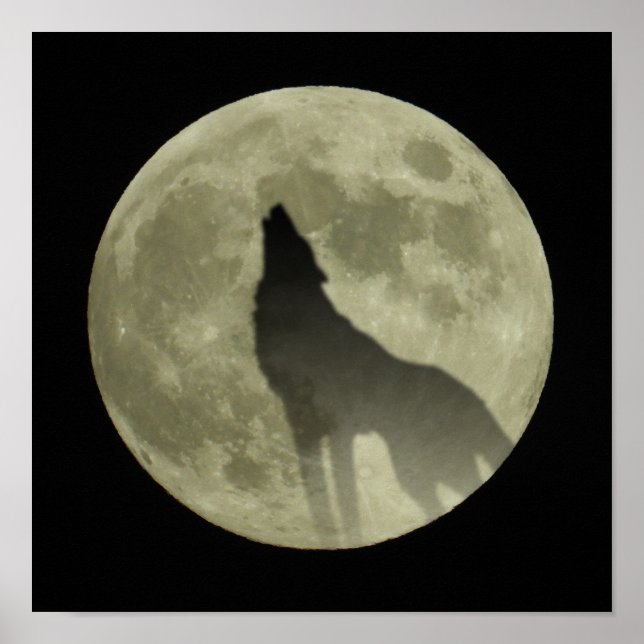 Póster The howling wolf (Frente)