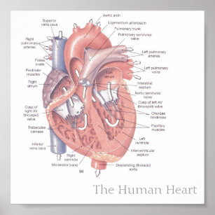 Póster The Human Heart