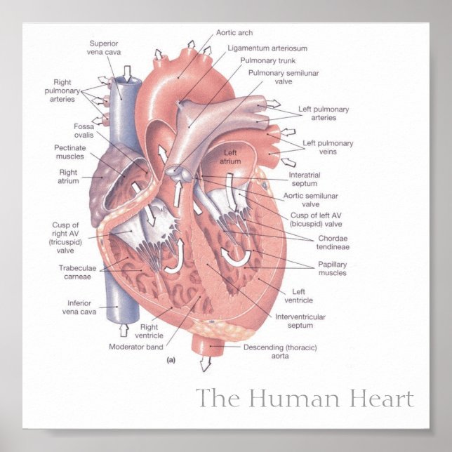 Póster The Human Heart (Frente)