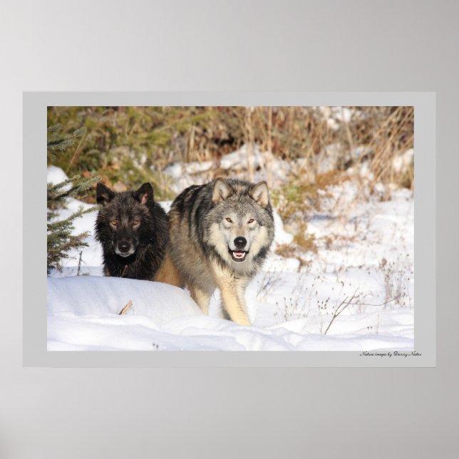 Póster The Hunt (Frente)