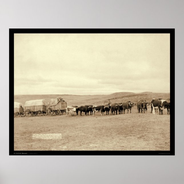 Póster The Last Large Bull Train SD 1890 (Frente)