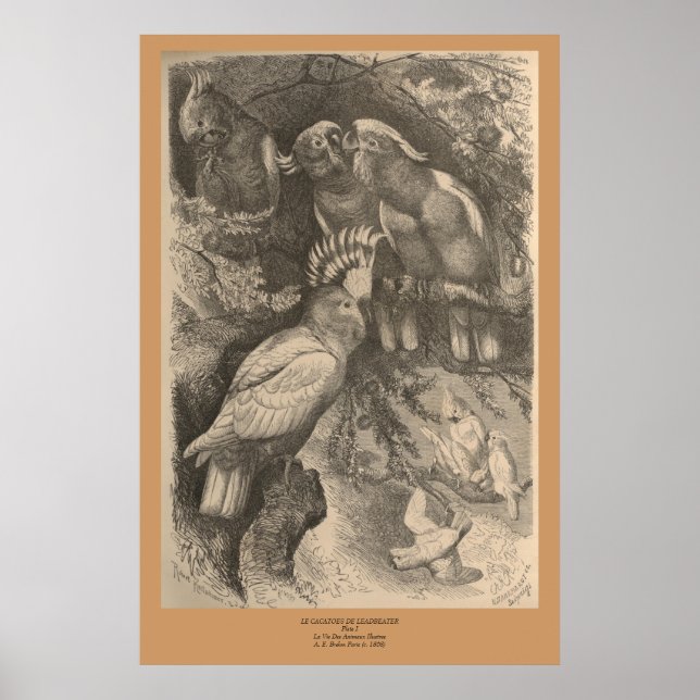 Póster The Leadbeater’s Cockatoo (Frente)