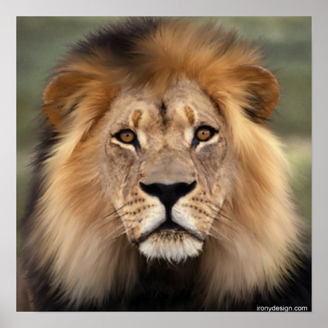 Póster The Lion (Frente)