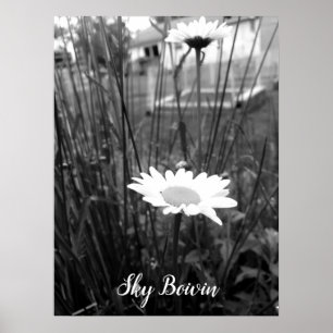 Póster the lonely daisy