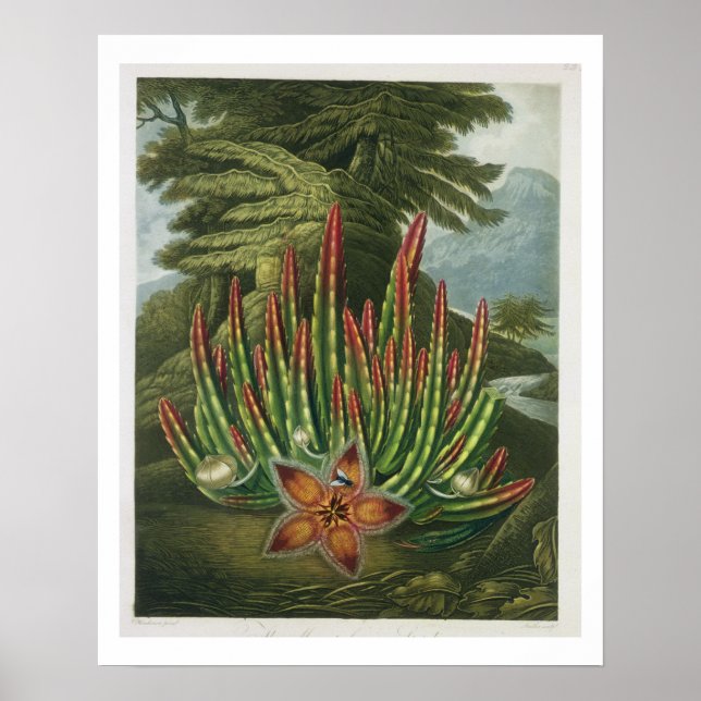 Póster The Maggot-Bearing Stapelia, engraved by Stadler, (Frente)