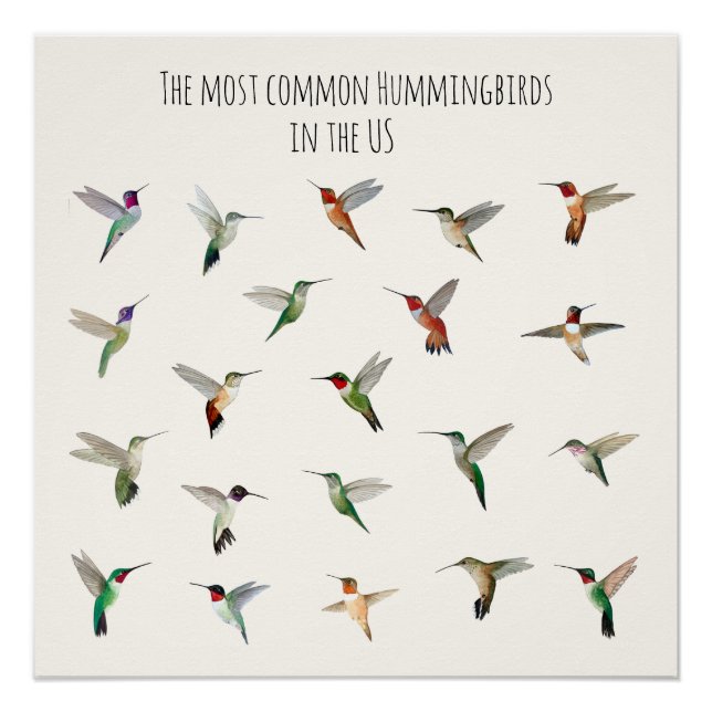 Póster The most common hummingbirds in the US (Anverso)