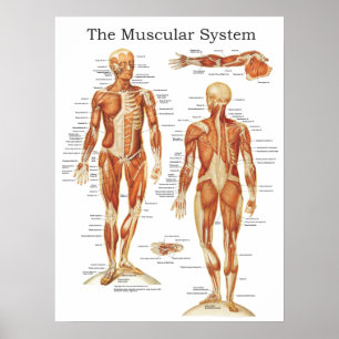 Póster The Muscular System Anatomy Poster 18 X 24