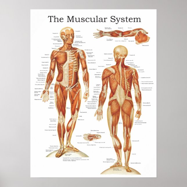 Póster The Muscular System Anatomy Poster 18 X 24 (Frente)