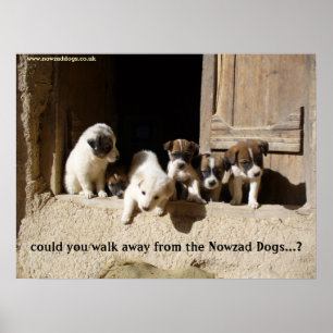 Póster The Nowzad Puppies poster