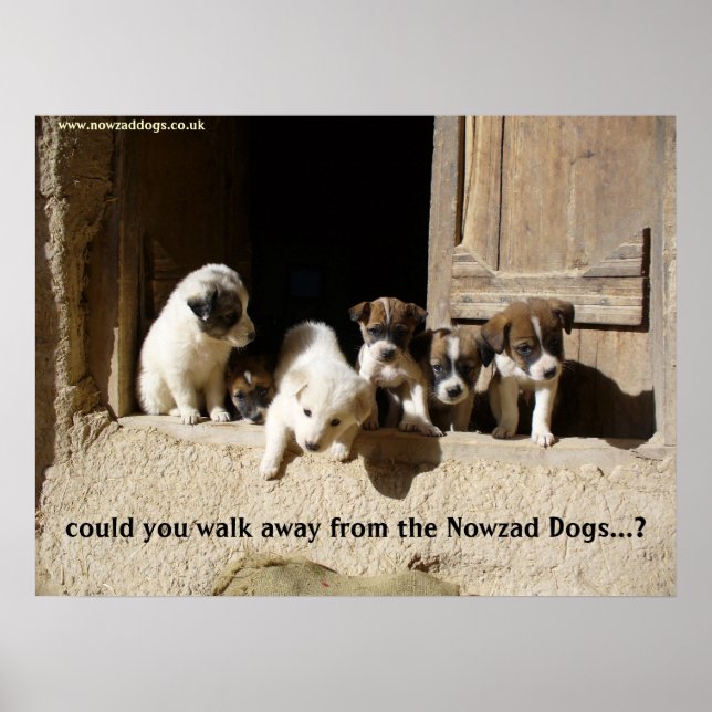 Póster The Nowzad Puppies poster (Frente)