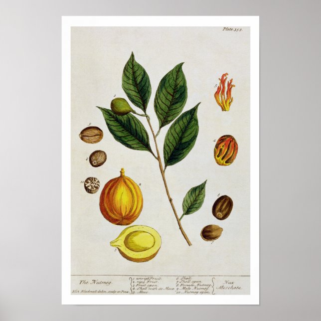 Póster The Nutmeg, plato 353 de "A Curious Herbal", pub (Frente)
